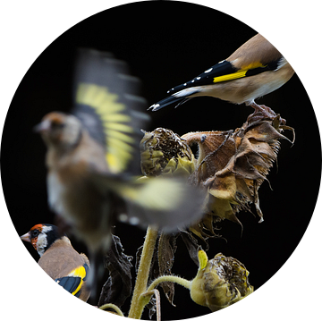 Putters op zonnebloem