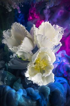 Weiße Tulpen von Steffen Gierok