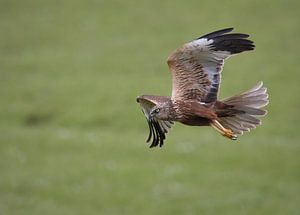 Marsh harrier by Anton Kloof