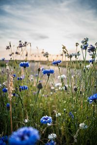 Stralende korenbloemen