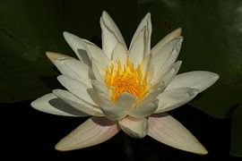 Nénuphar blanc