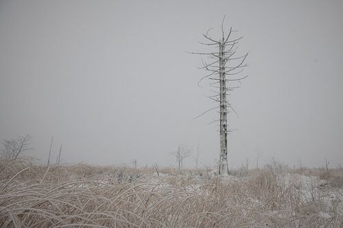 Winterpret op de Hoge Venen