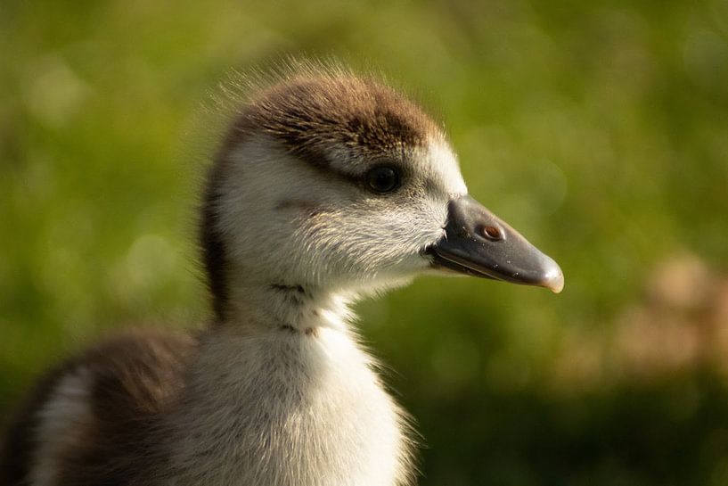 Poussin d'oie du Nil par DutchRosephotography
