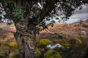 Sprookjes boom in Ierland (kleur) van Bo Scheeringa Photography