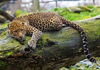 Javanischer Leopard