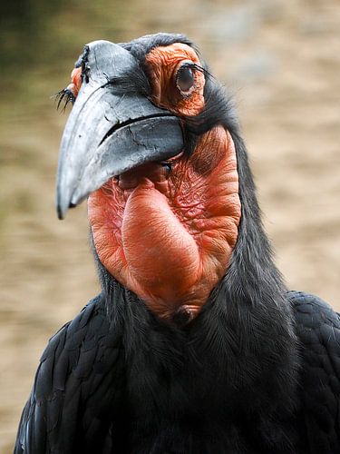 zuidelijke hoornraaf of zuidelijke grondneushoornvogel (Bucorvus leadbeateri syn. Bucorvus cafer)