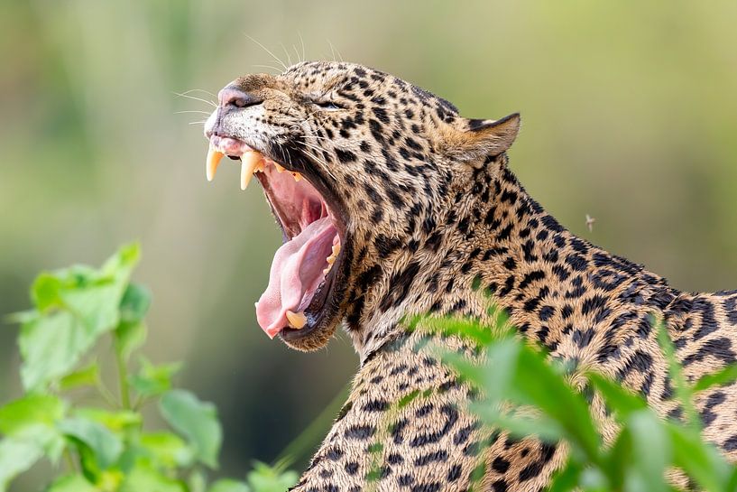 Klaffender Jaguar von Hillebrand Breuker