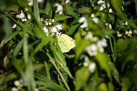 Papillon citron