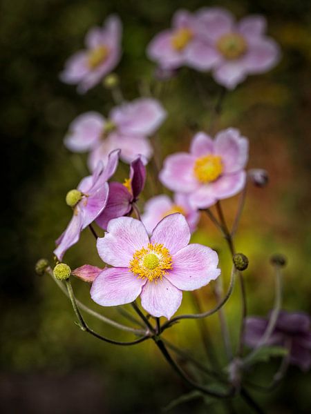 Anemone by Rob Boon