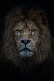 afrikanischer Löwe von Kimberly de Jager