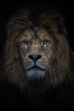 Afrikaanse leeuw van Kimberly de Jager