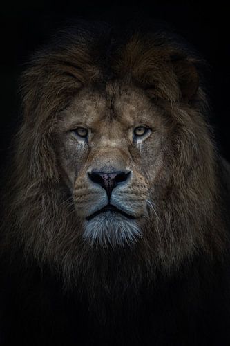 Lion d'Afrique