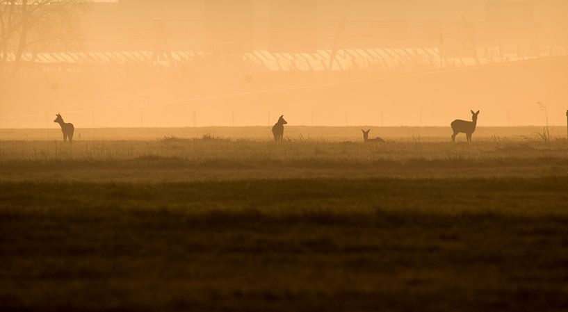 Reeboks in der Sonne von Rnoot in beeld