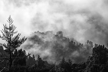 Misty Mount Waikato