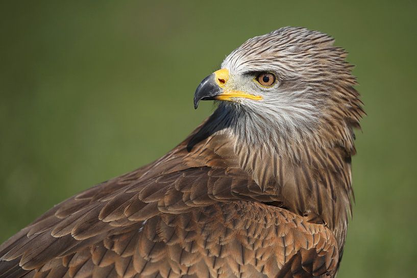 Zwarte Wouw (Milvus migrans) van Ronald Pol