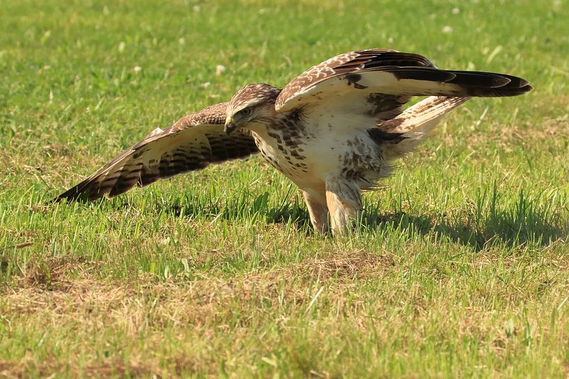 Buzzard by Rinnie Wijnstra (FotoAmeland )