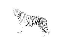Die Streifen eines Tigers