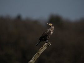 Der Kormoran von Vogelvrij fotografie