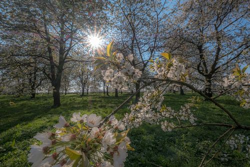 Bloesem in bloesembos