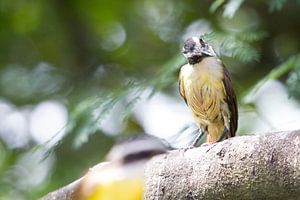 Grietjebie, le moineau du Suriname