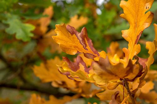 Autumn oak colours