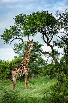 Giraffe in Hoedspruit by Paula Romein
