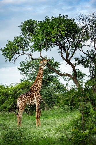 Girafe à Hoedspruit