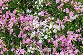 Maus-Käse-Kraut, Malva moschata von Martin Stevens