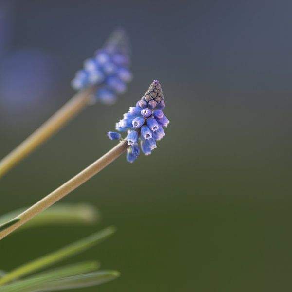 Blauer Muskari von Mayra Fotografie