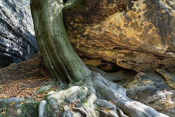 Een boom, zijn sterke wortel en zandsteen 1 van Heidemuellerin