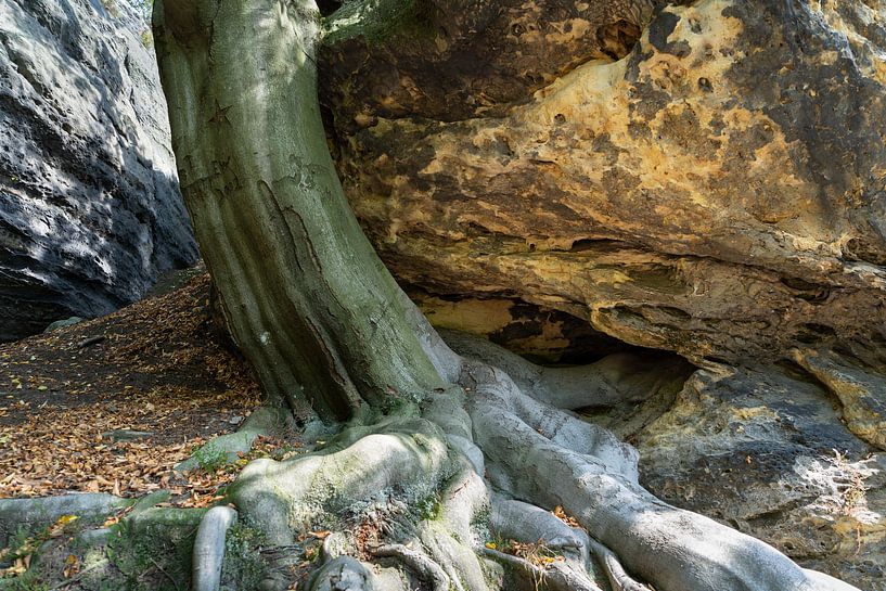 Ein Baum, seine starke Wurzel und Sandstein 1 von Adriana Müller