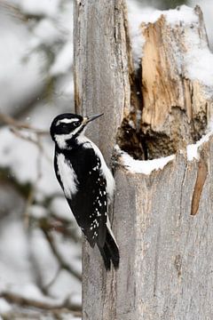 Hairy Woodpecker ( Picoides villosus ), female in winter van wunderbare Erde