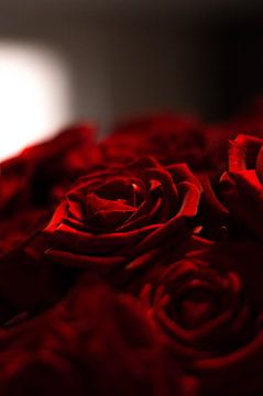 Rote Rosen von Elma Mud