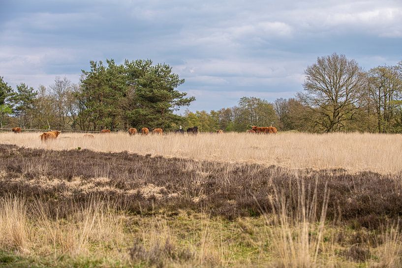 Scottish Highlanders on the Heath by Brian Morgan