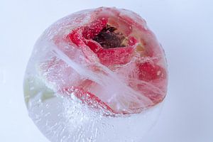 Blüte der Anemone in Eis 2