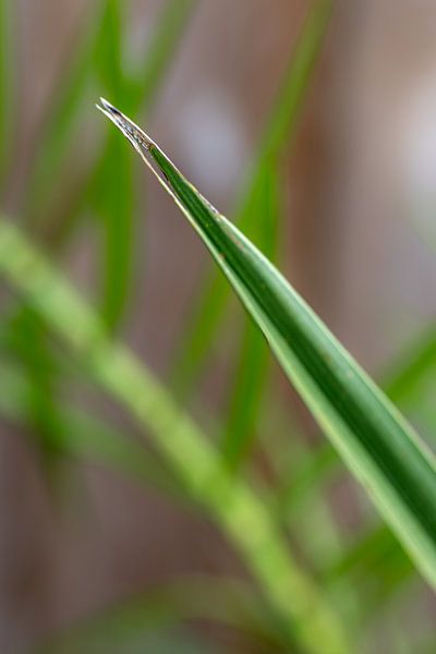 Grün von Marieke Deinum