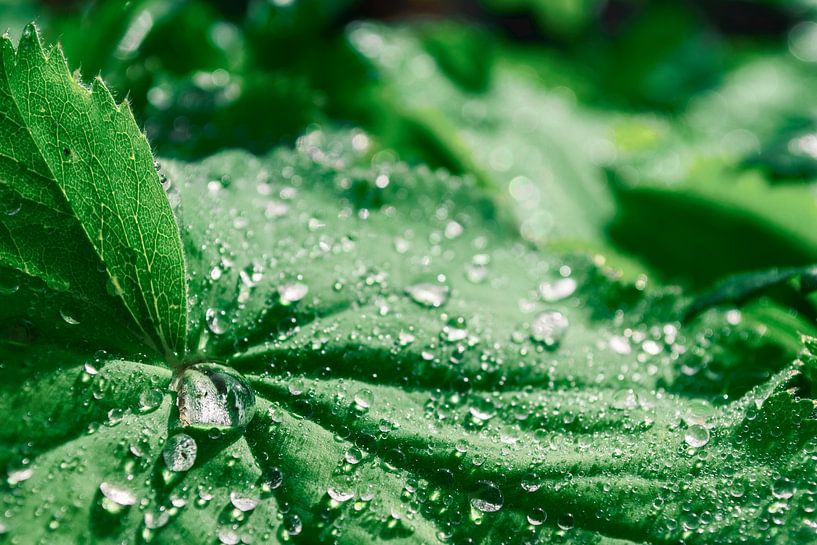 Simple Leaf with Dewdrops: Serene Beauty of Nature in the Morning Sun by Elianne van Turennout