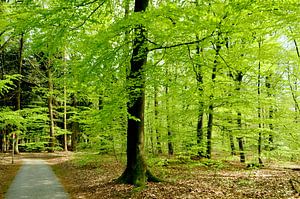 Forêt de hêtres au printemps