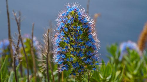 Madère - Fierté de la fleur de madère s'épanouissant en couleur bleue devant l'eau de l'océan