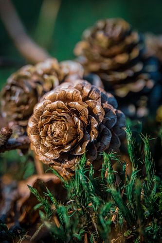 Pine cones in autumn