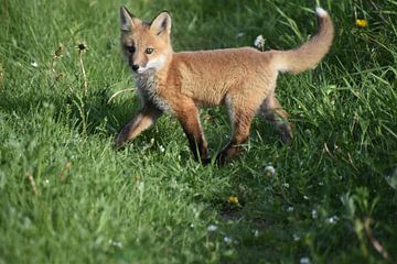 A young fox in spring by Claude Laprise