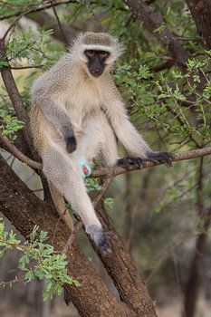 Singe bleu