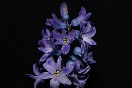Hidden Enchantment: The Abstract Splendour of a Blue-Purple Hyacinth
