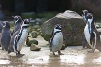 Humboldt Penguins