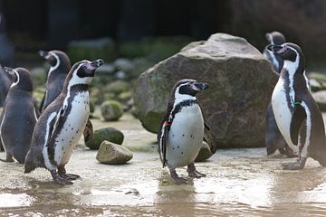 Humboldt Penguins by Yorrit v.d.Kaa