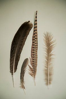 Four Feathers: Beauty of nature