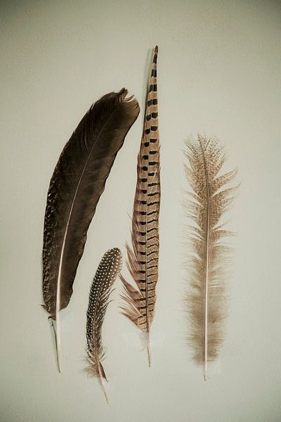Four Feathers: Beauty of nature by Wendy Bos