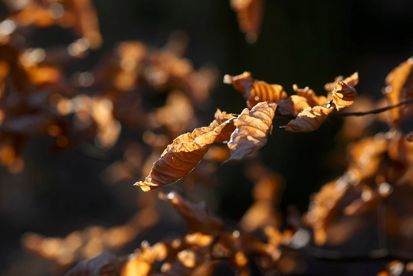 Wintertijd van Thomas Jäger