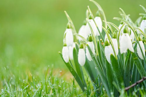 Perce-neige dans l'herbe