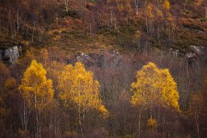 Bouleau jaune sur Ton Drijfhamer